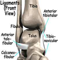 Ankle Anatomy